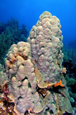 Mound star coral