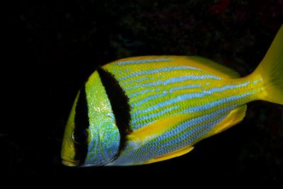 Porkfish