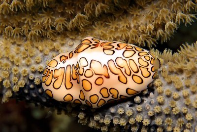 Flamingo tongue