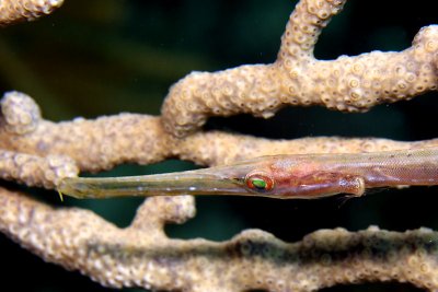 Small trumpetfish hiding in sea rod coral