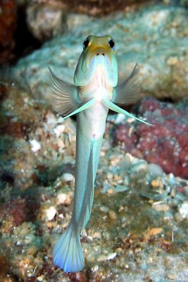 Yellowhead jawfish