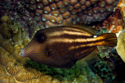 Filefish