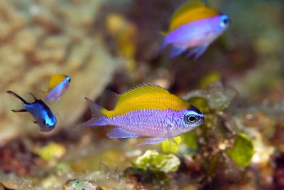 Juvenille sunshinefish