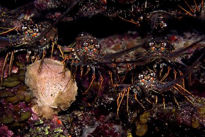 A nest of 7 lobsters (not all in photo)