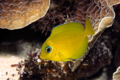 Juvenille tang (yellow phase)