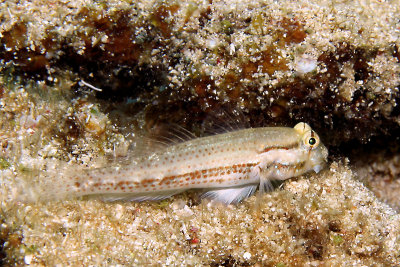 Bridled goby