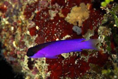 Black-cap basslet