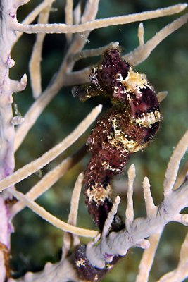 Brown seahorse