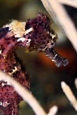 Seahorse