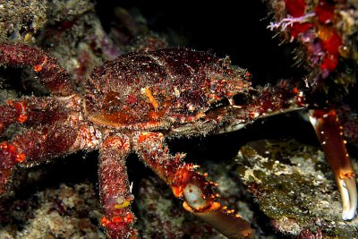 Crab