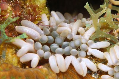 Carpet anemone