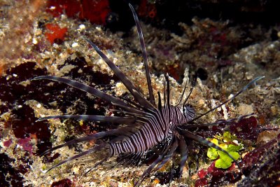 Lionfish