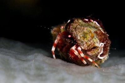 Small hermit crab in sponge