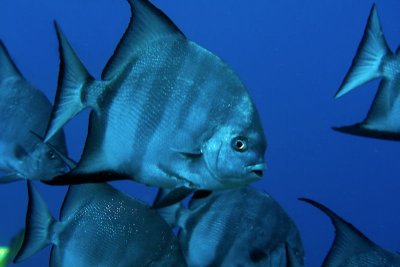 Atlantic spadefish