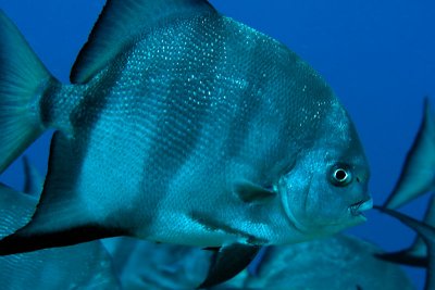 Atlantic spadefish