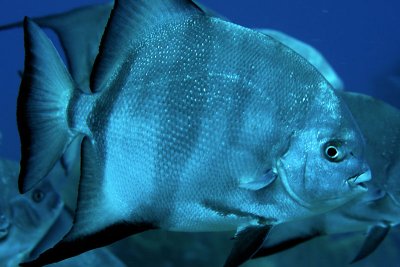 Atlantic spadefish