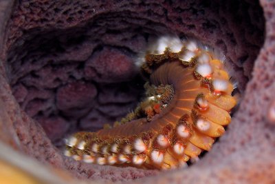 Fireworm in sponge