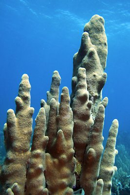 Pillar coral