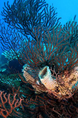 Vase sponges and deep water sea fans