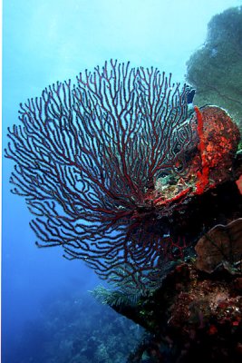 Deep water sea fan