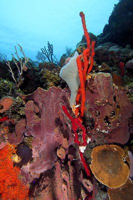 Corals and sponges