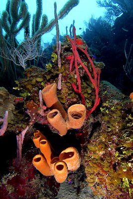 Tube sponges and rope sponge