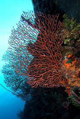 Deep water sea fans