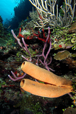 Sponges and corals
