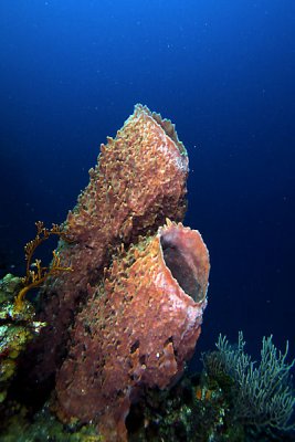 Barrel sponges