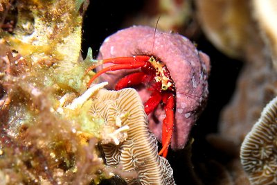 Hermit crab