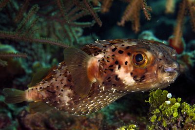 Balloonfish