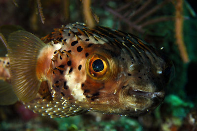 Balloonfish
