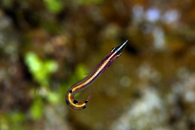 Arrow blenny
