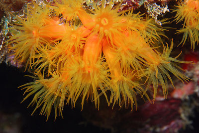 Orange cup coral