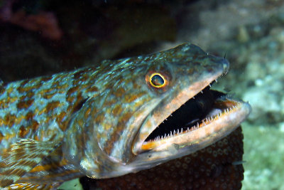 Sand diver eating a bi-color damselfish