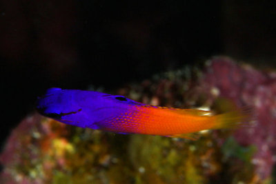 Fairy basslet