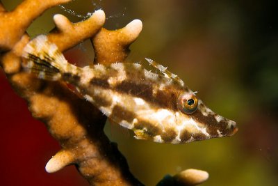 Slender filefish in fire coral
