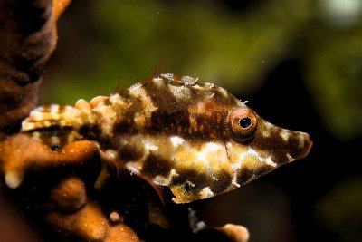 Slender filefish