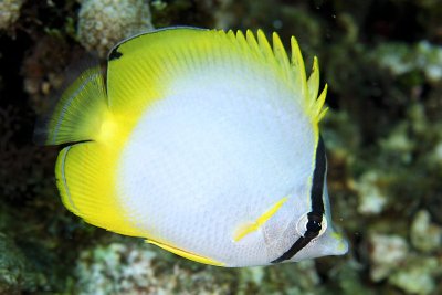 Spotfin butterflyfish