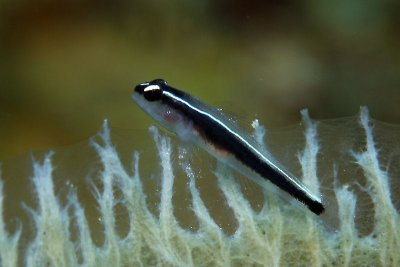 Goby on sponge