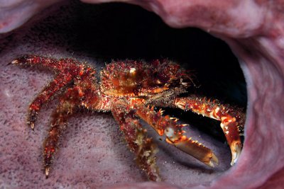 Large crab in barrel sponge
