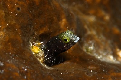 Spiny-head blenny