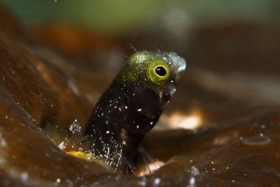 Spiny-head blenny