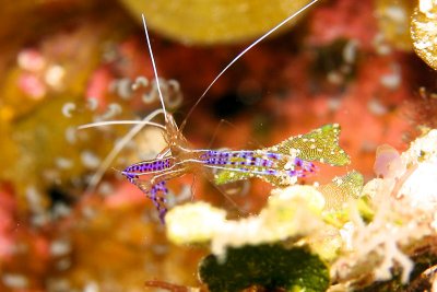 Pederson cleaning shrimp