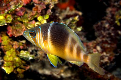 Barred hamlet