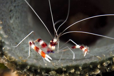 Red-banded cleaning shrimp in sponge