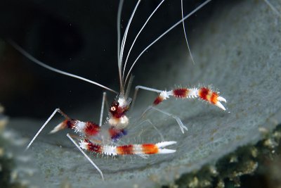 Red-banded shrimp