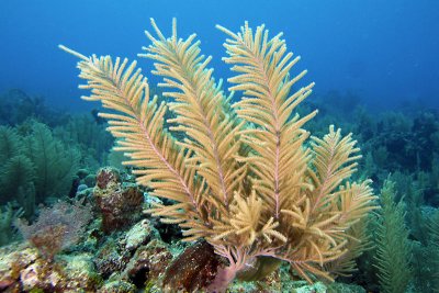 Sea plume coral