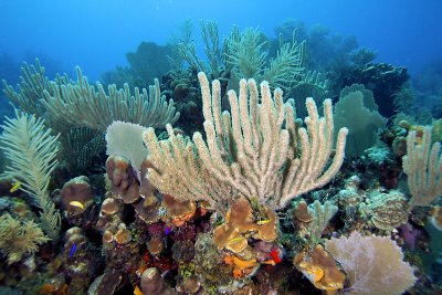 Reef scene