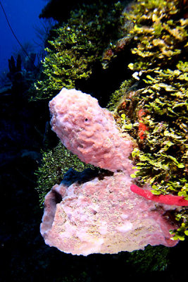 Barrel sponges